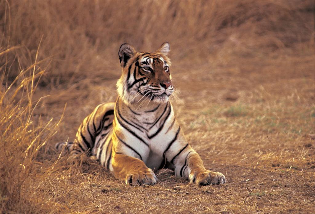 The Oberoi Vanyavilas Wildlife Resort, Ranthambhore Sawai Madhopur Extérieur photo